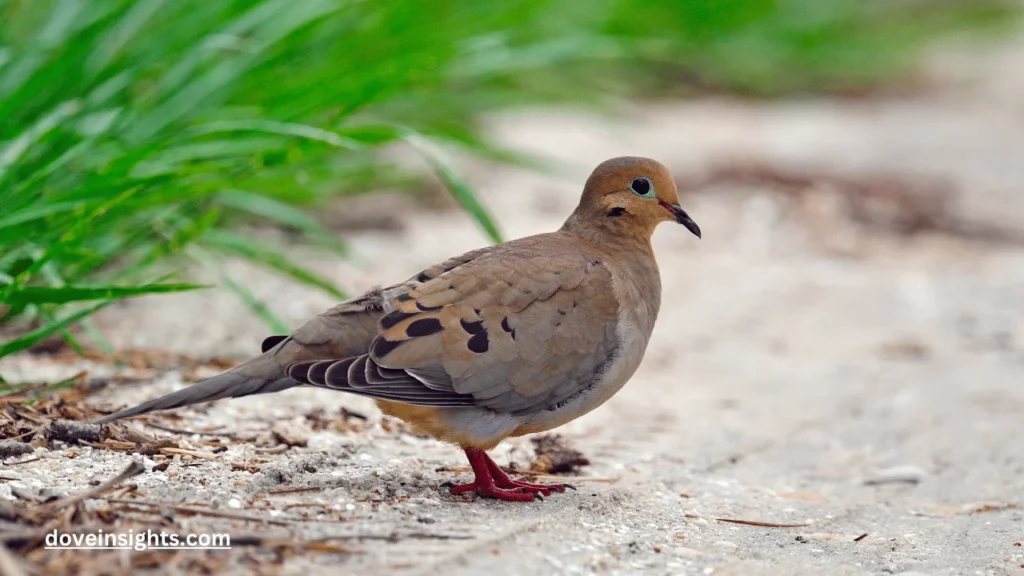 Where Did Mourning Doves Originate? (Explained) 2 Where did mourning doves originate