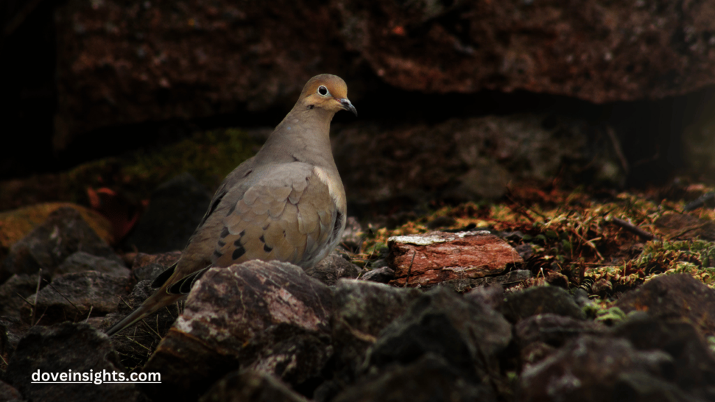 Why Are Mourning Doves So Nostalgic? (Explained) 2 Why are mourning doves so nostalgic