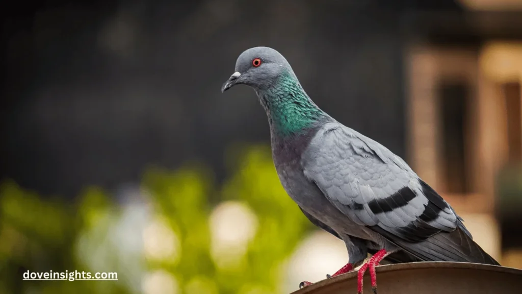 Why Do Doves Make Noise When They Fly? (Expalined) 2 Why do doves make noise when they fly