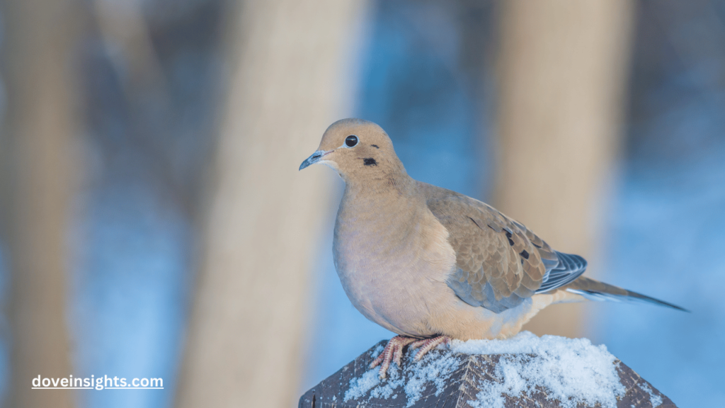Why Don't I Hear Mourning Doves Anymore? (Answered) 2 Why don't I hear mourning doves anymore
